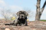 CANE CORSO 295